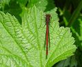 2008-0524_1325_Damselfly_20,6_C